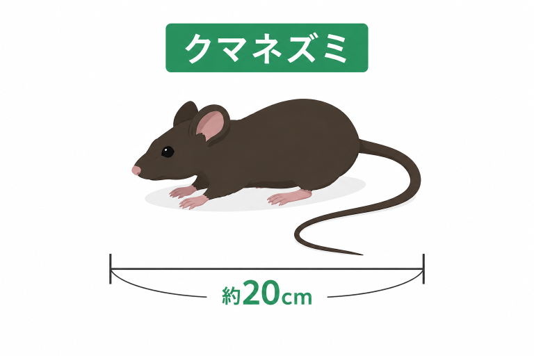 クマネズミ